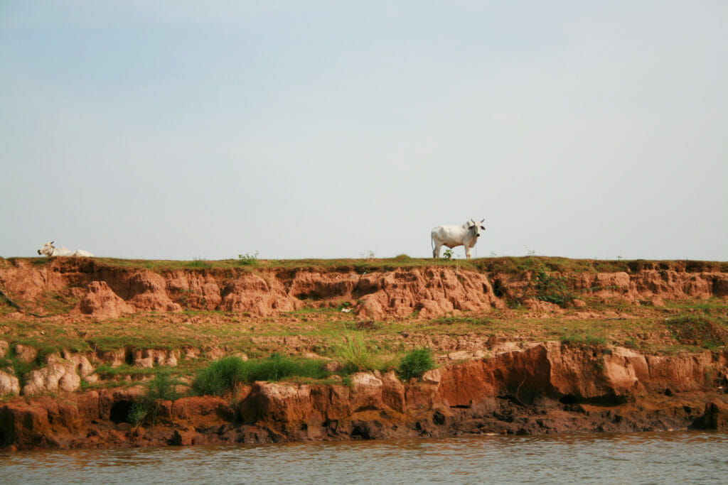 メコン川対岸の牛