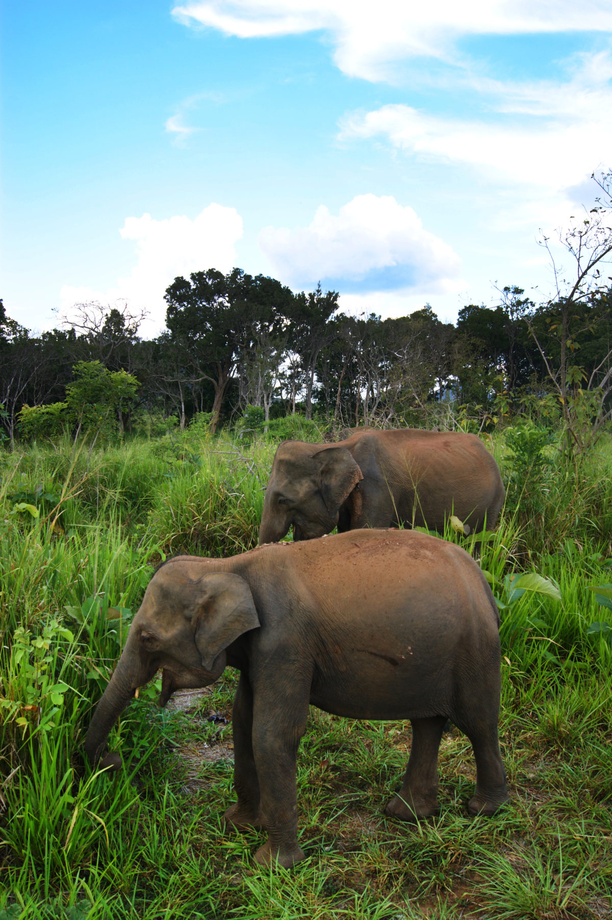 ダンブッラのジープサファリツアーで出会った２頭の象