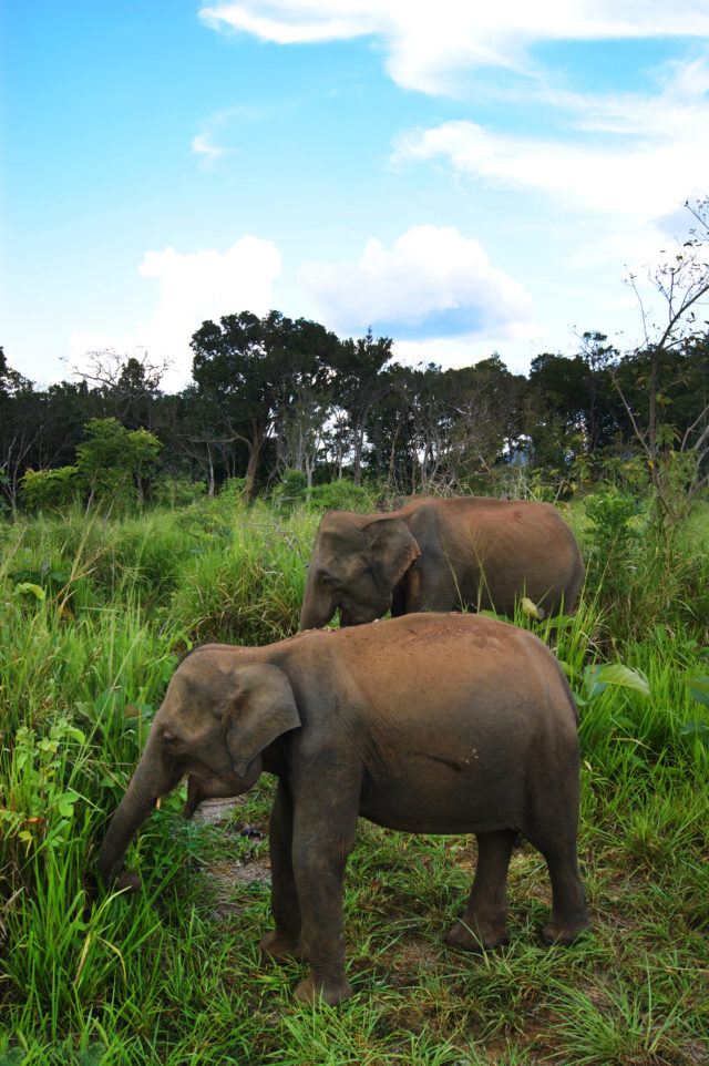 「ダンブッラのジープサファリツアーで出会った２頭の象」のフリー写真素材を無料ダウンロード