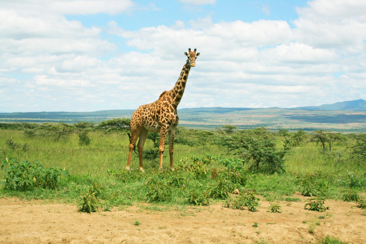 マサイマラ国立保護区のサファリツアーで出会ったキリン
