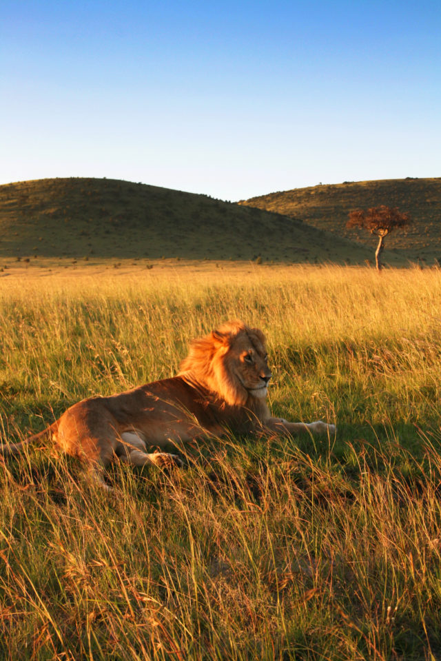 「マサイマラ国立保護区のサファリツアーで出会ったライオン」のフリー写真素材を無料ダウンロード