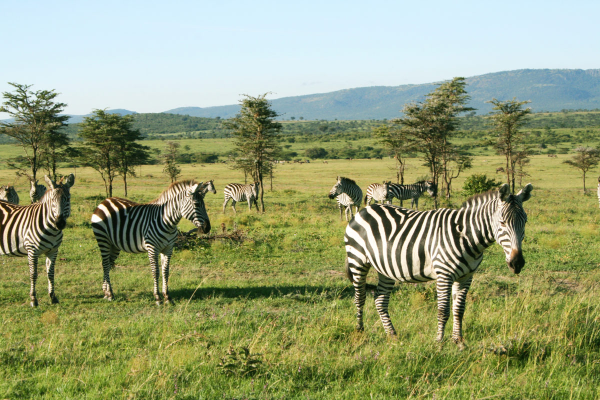 マサイマラ国立保護区のサファリツアーで出会ったシマウマの群れ