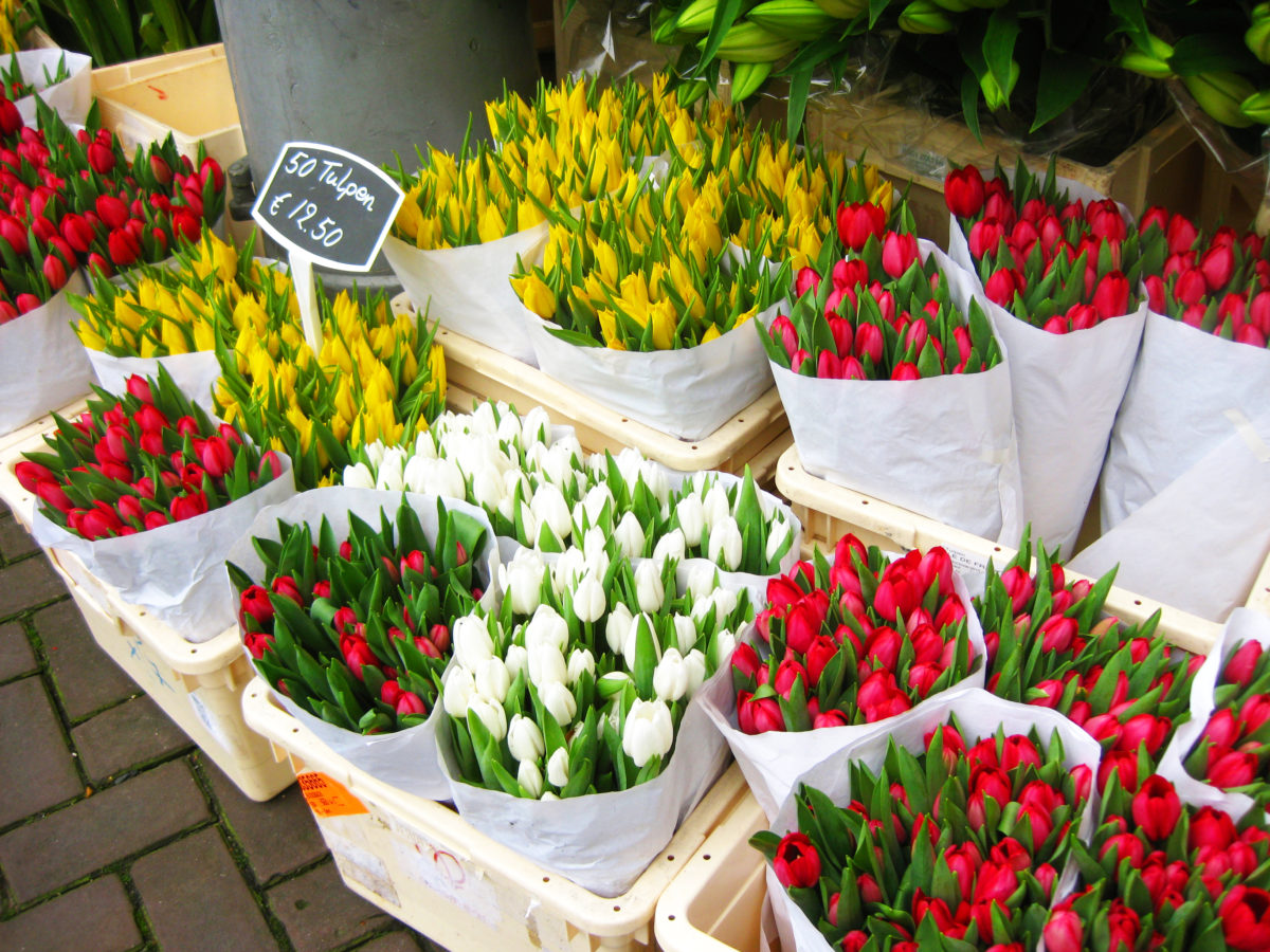Many tulips I saw in a Dutch flower shop